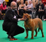 Indy best puppy Crufts 2011